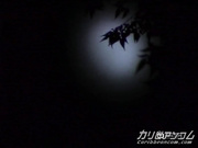 052402-214-加勒比-low
