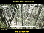 老头树林打炮完事挥出百元大钞[鼎20140709]