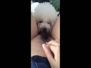 美女家中自拍让泰迪舔逼，全程很享受.