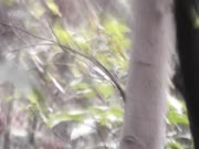 这个厉害了环卫工大叔穿着工作服就来小树林嫖野鸡了还一边抓着奶子一边插真败火