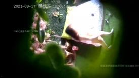 九月最新【酒店摄像头】极速流出❤️帅哥经理中午偷情极品豪乳美女骚秘书