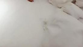 【换妻极品探花】，约炮单男粉丝，神似痞幼，极品美乳小少妇，酒店内淫乱一天天，老公一旁观战