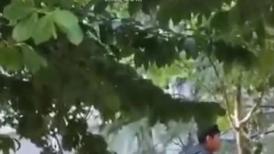 最新门事件刚放假某省财经大学宿舍没装空调情侣跑到院子里的树荫下啪啪几个同学躲在宿舍里偷窥调侃