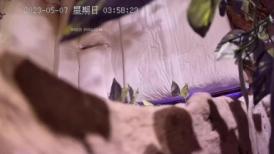 2023-5-7新流出酒店高清偷拍 眼镜男深夜和女炮友开房来一炮这鸡巴真短