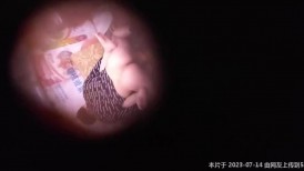 神秘侠客 窥探 ·城中村爱情·   ：花园卖麻辣烫哥们也来泄泄火，看他小子艹得还可以！