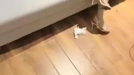 超漂亮的小美女被小哥狂插喷水BB还是粉嫩粉嫩的(2)