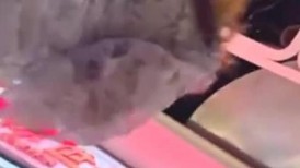 跟随偷窥漂亮小少妇 皮肤白皙 屁屁饱满 蕾丝透明内内很性感