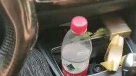 高颜值妹子【骚劲小妖精】驾车户外车上口交，全裸上位骑乘抽插非常诱人，很是诱惑喜欢不要错过