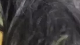 極品反差婊 高顏值饅頭逼美人兒，第一視角被金主爸爸無套瘋狂猛操，超爽口爆 (1)
